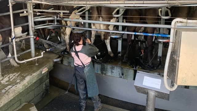 <p>In a rotary always cup close to where the cows come onto the platform for efficient milking and safety ( close to the stop button ).</p>
