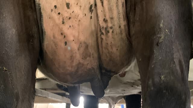 <p>Before cupping, check teat cleanliness and look for signs of mastitis.</p>
