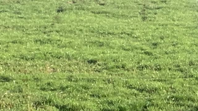 <p>It’s important we know how much grass we have in a paddock or on the farm. Only then can we guarantee cows get fed enough.</p>
