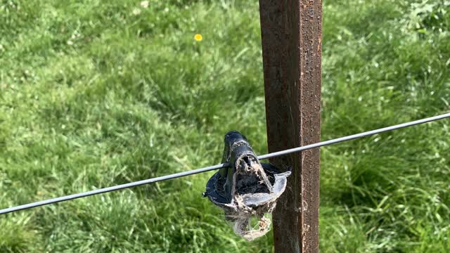 <p>Sometimes an insulator will have come off or be broken and the electric wire is touching a steel post.</p>