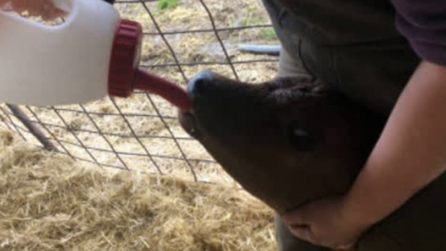 <p>If the calf is too weak to drink you will need to run the above protocol with a tube feeder until it can drink.</p>
