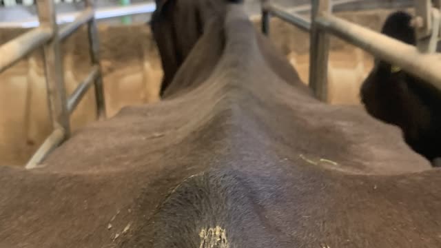 <p>The curve of the meat off the backbone is downwards. A BCS 4 the meat falls straight off the backbone like this.</p>