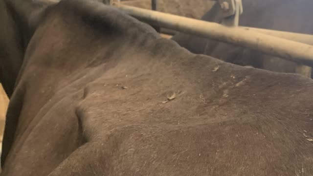 <p>Look at protrusion of the short ribs and how bumpy the backbone is at the front of the short ribs.</p>