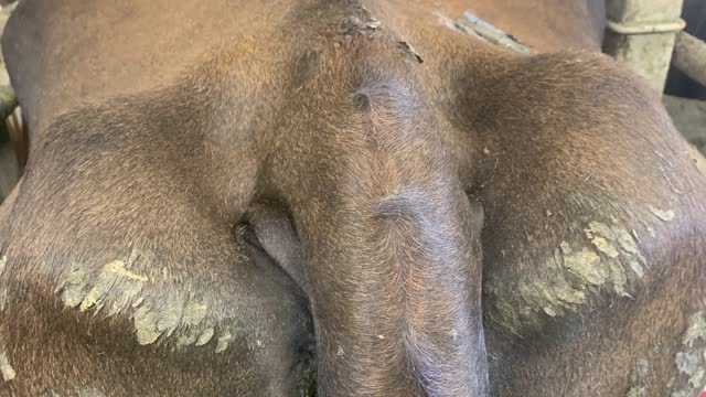 <p>First look in the tail notch</p>