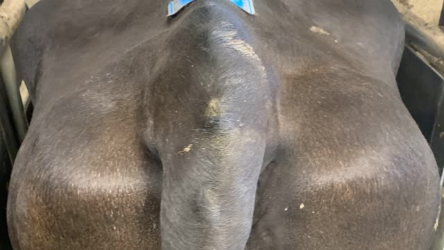 <p>BCS 5.5 cows have an almost full tail notch.</p>