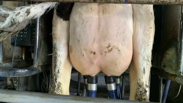 <p>This cow has just started milking and has a very tight udder.</p>