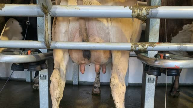 <p>But you need to check the cow is still fully milked out.
Sometimes the cow will kick them off early and they look like this.</p>