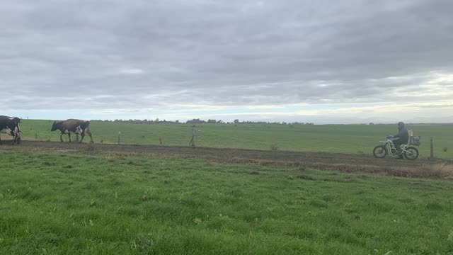 <p>A good rule is to stay 2 posts back from the last cow on the laneway.
This gives the cows space and let them move at their own pace so they can place their feet safely.</p>