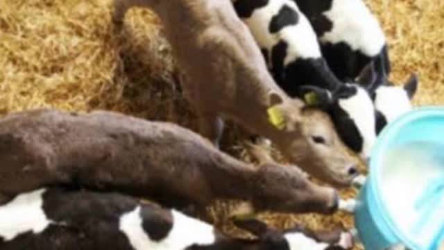 <p>Ensure they are fully fed within 6 hours of transportation.</p>