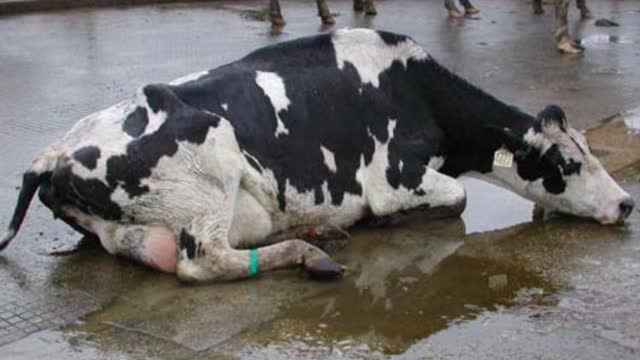 <p>More severe cases need intramuscular antibiotics as well as the whole body is involved.
Fluid therapy and ketol should also be used.</p>