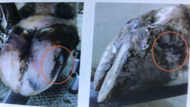 <p>You will see:
break out at the top of the wall where it has travelled to.
The wall will be split away from the sole and is often filled with gravel.</p>