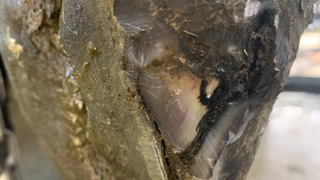 <p>You can see how the lesion has tracked up under the wall to break out at the weak spot above it.</p>