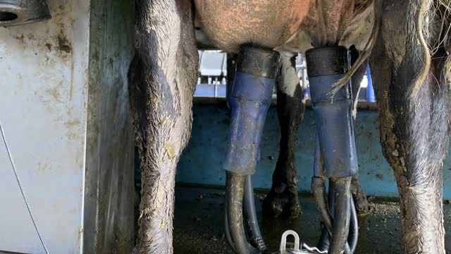 <p>The milking process can cause damage to the teat ends. Over milking, too high a vacuum and worn liners can cause this.</p>
