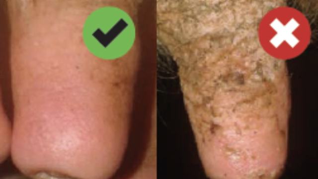 <p>Teats in general should be soft and supple. NOT rough and cracked.</p>