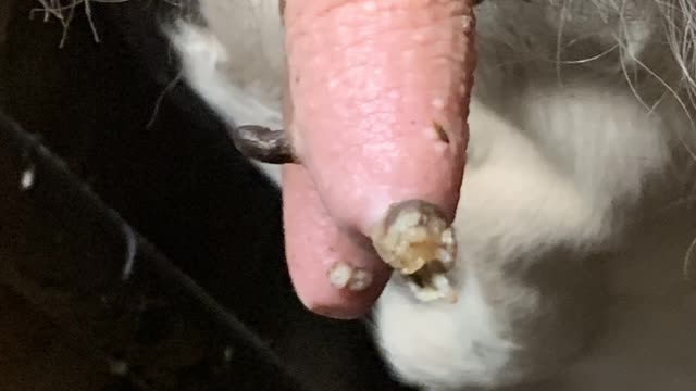 <p>Finally severe damage results in very rough teat ends like this.</p>