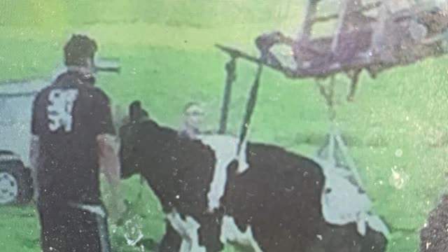 <p>Get cows off wet ground and into shelter.
Move them in a tractor bucket or like this.
Just carrying on hip lifters isn’t a great option.</p>