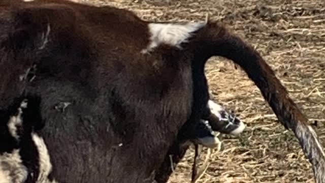 <p>When to intervene?
Cows should calve within half an hour of the water bag.
Heifers take longer up to two hours.</p>