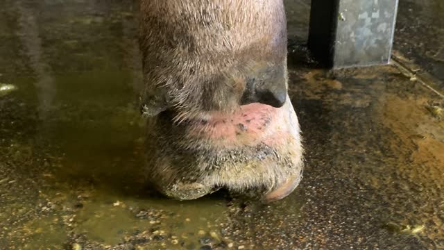 <p>The foot will be swollen and very sore.</p>
