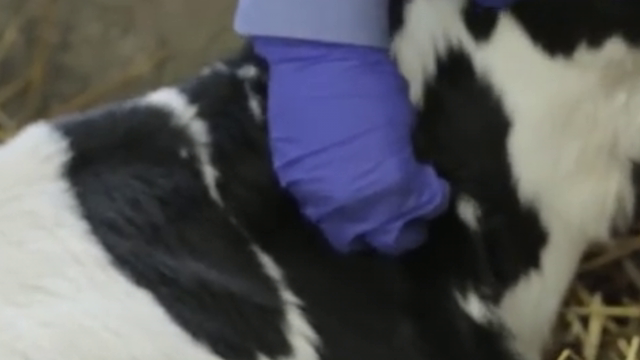 <p>Pinch a fold of skin on the neck, rotate it 90 degrees, and then count the number of seconds it takes to flatten out. If the skin takes more than three seconds to return to normal, the calf is considered dehydrated.</p>