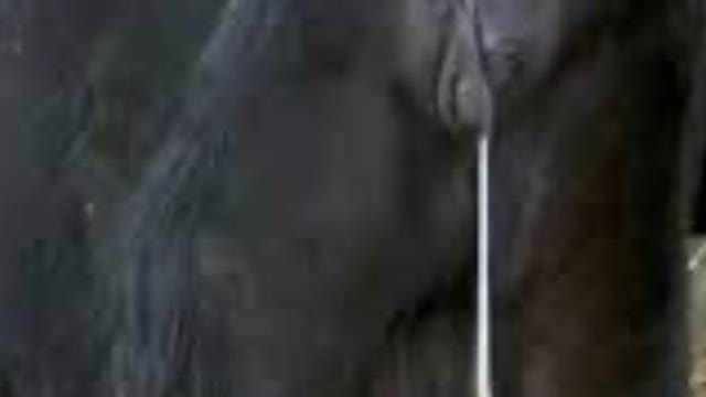 <p>If calving time do a vaginal exam ( after cleaning ) to check for RFMs or a calf!!</p>