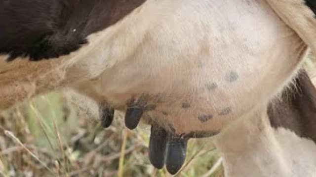 <p>Always check all four teats for mastitis.</p>