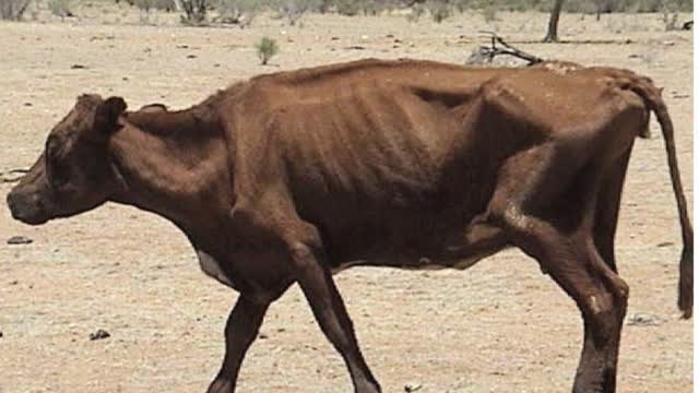 <p>They must not be emaciated or in poor health.</p>