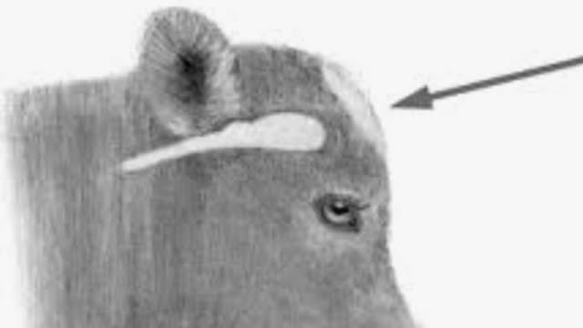 <p>Make sure you shoot straight in, not on an angle.</p>