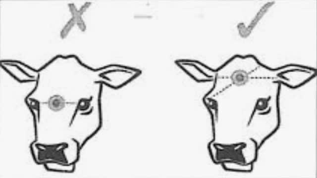 <p>Find this spot in a cross between the eyes and ears / horn buds.</p>