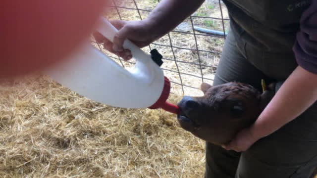 <p>It's now safe to feed the milk.</p>