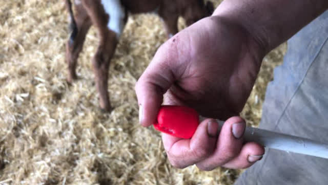 <p>Check the end of the tube is smooth and not damaged.
Using a damaged tube could cause harm to the calf's throat.</p>