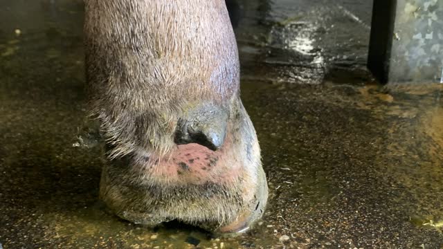 <p>Only use antibiotics when needed.
Most lame cows except footrot DON’T need antibiotics.</p>