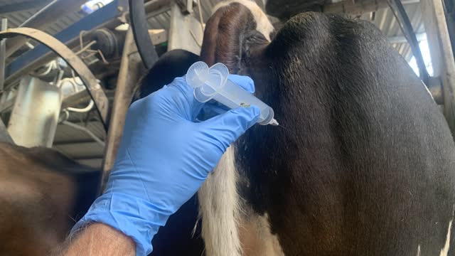 <p>When injecting a cow in the muscle they tend to jump less when injected in the upper thigh vs on top of the back.</p>