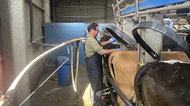 <p>This will also mean you don’t have to stand up behind a cow and risk getting kicked off and injured😀</p>
