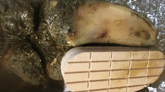 <p>Most lameness issues also require pain relief.
And often a block ( again for pain relief)</p>