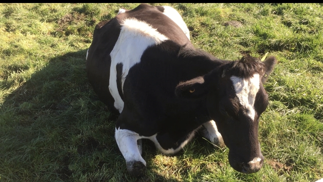 <p>Milk fever cows usually look like this:
Walk drunk
Down with a S bend neck
Down on their sides bloated
These signs are related to the severity of the condition.</p>