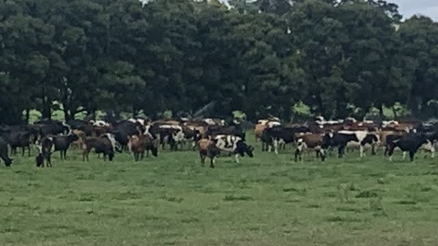 <p>They should be able to express normal behaviour.
Cows are herd animals and don’t like being separated.</p>
