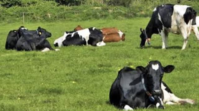 <p>They should always be comfortable.
This mean shelter and a comfortable resting area.
Heat stress is a real issue.</p>
