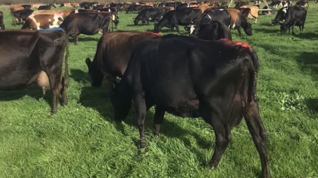 <p>We must make sure the cows are content and healthy.</p>
