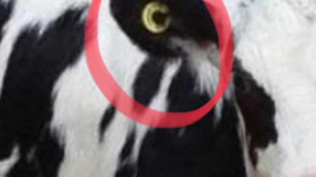 <p>Tag and record.
NLIS tags go in the right ear only.</p>