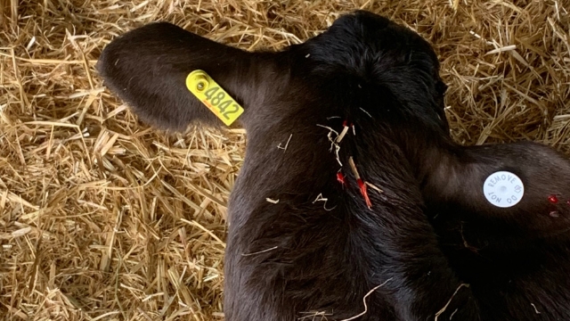 <p>Calves can be tagged and any injections easily be given while they are sedated.</p>
