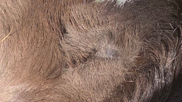 <p>If you’re inexperienced clipping can help.</p>