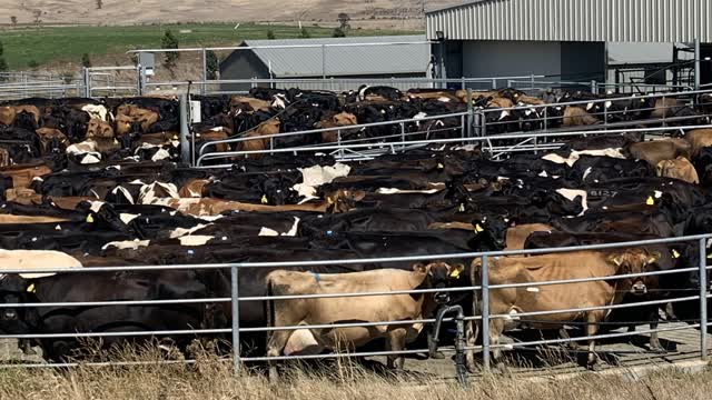 <p>Let cows have a comfortable amount of space in the yard so they can move into their milking order.
That's around 1.5 m2 for Friesians and 1.2 m2 for Jersey cows.</p>