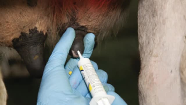 <p>And you will need to know how to <a href="https://knowby.show/9eef16e0-1972-4a85-9932-144a112bd182">Treat mastitis</a></p>