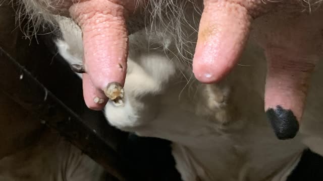 <p>And as the teat end is the key defence to mastitis knowing how to <a href="https://knowby.show/041b2a2f-ef79-4c6b-a7cd-3d48b2617df3">Monitor teat end damage</a> is a key skill.</p>
