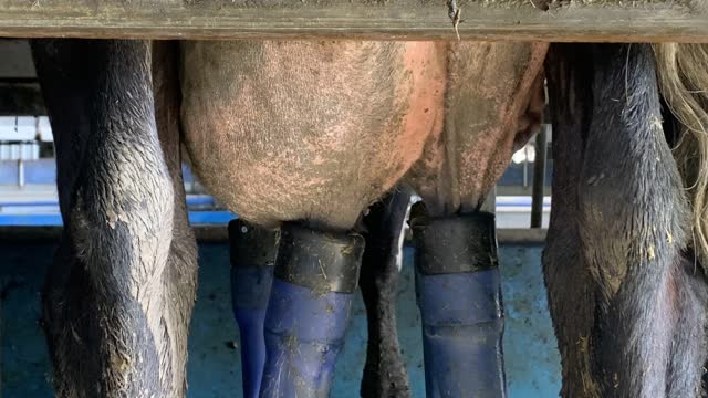 <p>Here's a basic explaination of <a href="https://knowby.show/82790673-3aba-4406-8b14-3904166497b6">Mastitis</a></p>