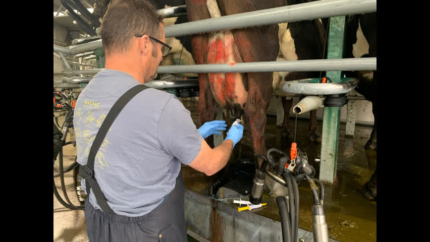 <p>Never take your eyes off the cow when standing in the kick zone. Note in herringbone sheds never dry off next to each other.</p>
