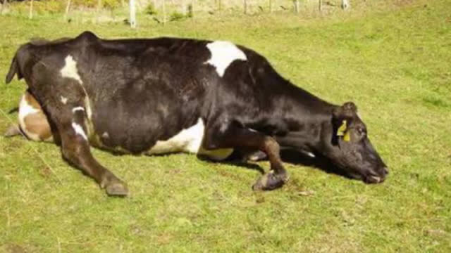 <p>Or the cow might have milk fever or some other health issue.</p>
