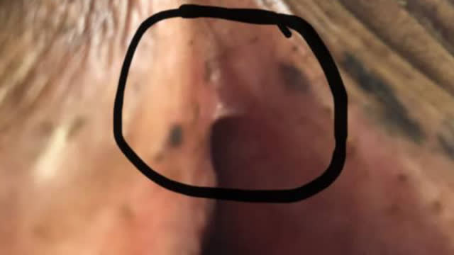 <p>In a non calved cow there won’t be a split.</p>
