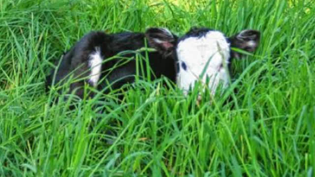 <p>This could be be the calf is hiding in the long grass away from the break.</p>
