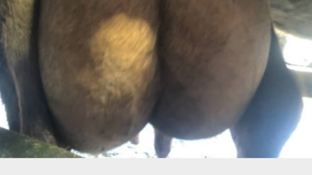 <p>They will have a tight udder like this.</p>
